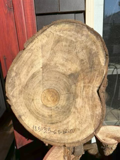 Eucalyptus